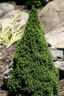 Pixie Miniature Dwarf Alberta Spruce - Quart Pot