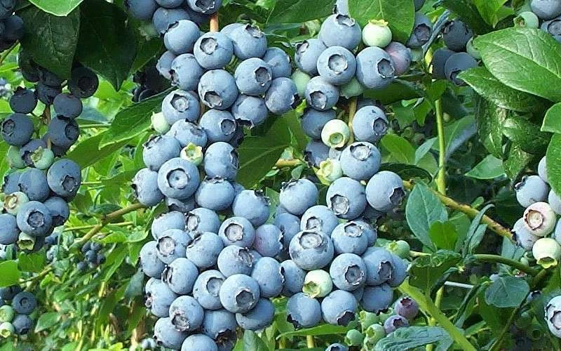 Brightwell Rabbiteye Blueberry - 1 Gallon Pot - Image 4