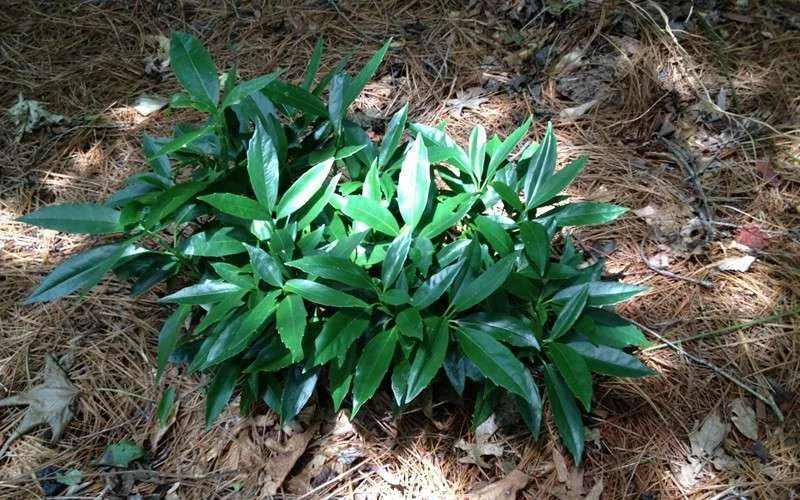 Dwarf Green Aucuba - Japanese Laurel - 1 Gallon Pot - Image 6