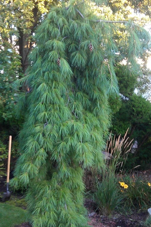 Angel Falls Weeping Eastern White Pine - 3 Gallon Pot