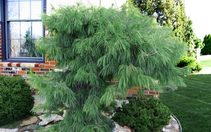 Angel Falls Weeping Eastern White Pine - 3 Gallon Pot - Image 4