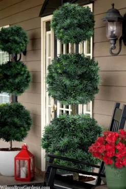 Maki Podocarpus Yew 3-Ball Poodle Tier Topiary - 7 Gallon Pot (4-5')