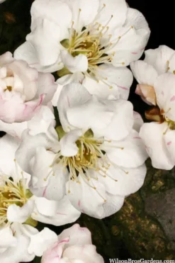 Fragrant Snow Japanese Flowering Apricot (Prunus Mume) - 2 Gallon Pot