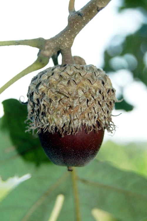 Mossycup Bur Oak Tree (Quercus Macrocarpa) - 3 Gallon Pot - Image 6