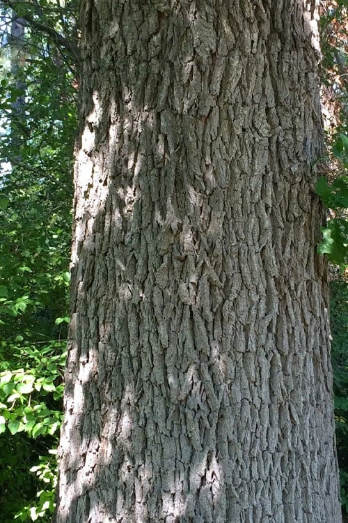 Mossycup Bur Oak Tree (Quercus Macrocarpa) - 3 Gallon Pot - Image 11