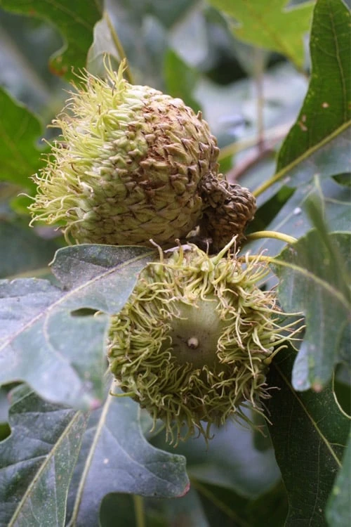 Mossycup Bur Oak Tree (Quercus Macrocarpa) - 3 Gallon Pot - Image 8