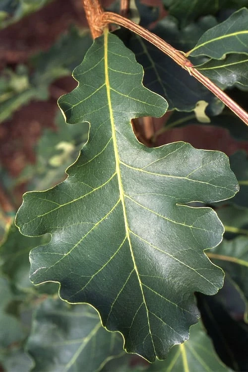 Mossycup Bur Oak Tree (Quercus Macrocarpa) - 3 Gallon Pot - Image 4