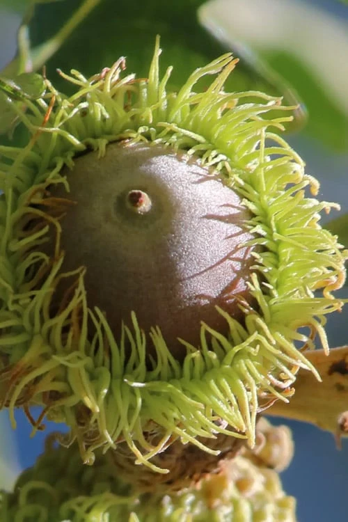 Mossycup Bur Oak Tree (Quercus Macrocarpa) - 3 Gallon Pot