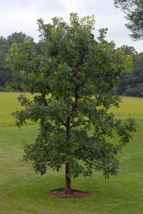 Mossycup Bur Oak Tree (Quercus Macrocarpa) - 3 Gallon Pot - Image 12