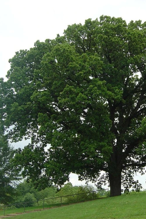 Mossycup Bur Oak Tree (Quercus Macrocarpa) - 3 Gallon Pot - Image 5