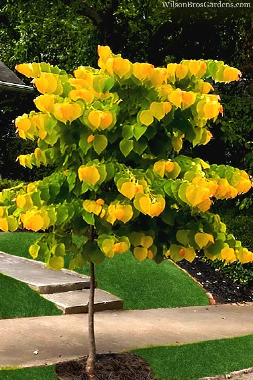 The Rising Sun Redbud Tree - 5 Gallon Pot - Image 4