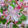Coastal Azalea (Rhododendron Atlanticum) - 1 Gallon Pot