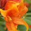 Golden Eagle Azalea (Rhododendron) - 3 Gallon Pot