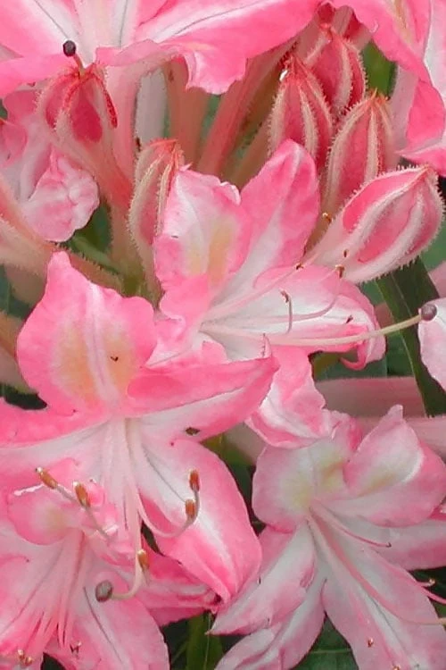 Ribbon Candy Swamp Azalea (Rhododendron Viscosum) - 3 Gallon Pot - Image 4