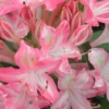 Ribbon Candy Swamp Azalea (Rhododendron Viscosum) - 3 Gallon Pot