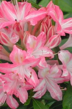 Ribbon Candy Swamp Azalea (Rhododendron Viscosum) - 3 Gallon Pot