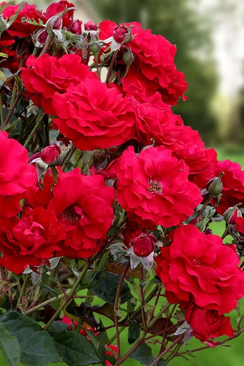 Oh My! Floribunda Tree Rose - 7 Gallon Pot - Image 4