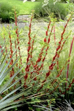 Winged Blood Thorn Rose (Rosa Sericea Var. Pteracantha) - 5 Gallon Pot