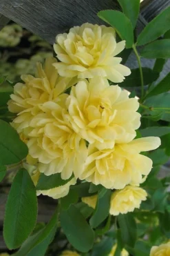 Lady Banks Yellow Rose - 3 Gallon Pot