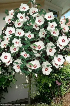 Red Heart Rose Of Sharon (Single Trunk Tree) - 5 Gallon Pot