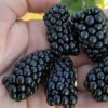 Prime Ark Horizon Blackberry Plant - 1 Gallon Pot