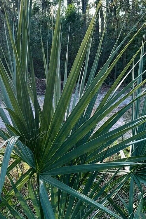 Blue Stem Dwarf Palmetto Palm (Sabal Minor) - 3 Gallon Pot - Image 8