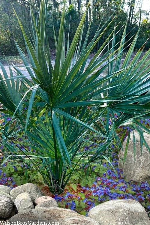 Blue Stem Dwarf Palmetto Palm (Sabal Minor) - 3 Gallon Pot - Image 4