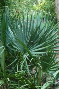 Blue Stem Dwarf Palmetto Palm (Sabal Minor) - 7 Gallon Pot