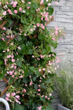 Rose Sensation Pink Climbing Hydrangea Vine - 1 Gallon Pot