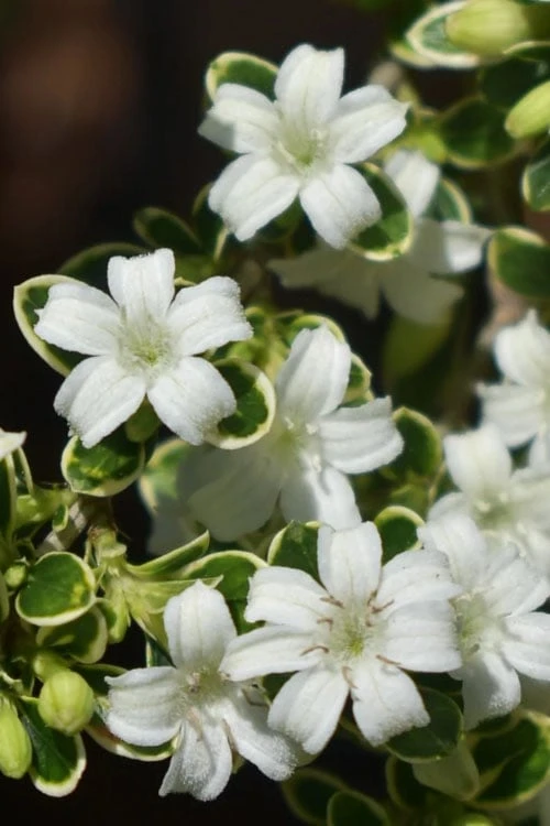 Variegated Snowbush (Serissa Japonica) - 3 Gallon Pot - Image 8