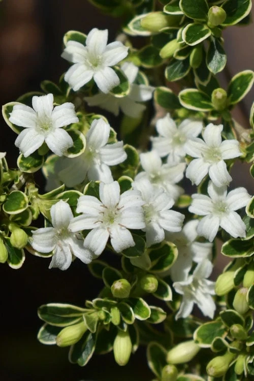 Variegated Snowbush (Serissa Japonica) - 3 Gallon Pot - Image 7