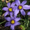 Moody Blues Blue-Eyed Grass (Sisyrinchium) - 1 Gallon Pot