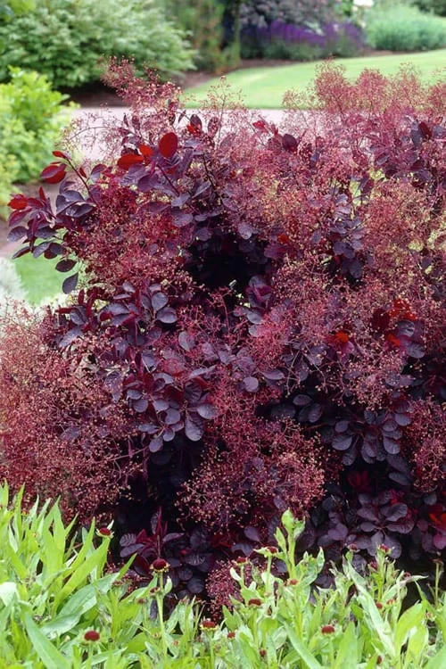 Royal Purple Smoke Tree (TREE FORM) - 5 Gallon Pot - Image 6