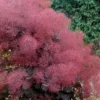 Royal Purple Smoke Tree (TREE FORM) - 5 Gallon Pot