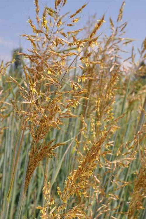 Indian Steel Blue Prairie Grass (Sorghastrum Nutans) - 1 Gallon Pot - Image 7