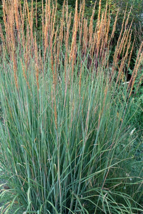 Indian Steel Blue Prairie Grass (Sorghastrum Nutans) - 1 Gallon Pot - Image 4