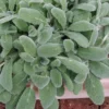 Silky Fleece Dwarf Lambs Ear (Stachys Byzantina) - 5 Pack Of Quarts Pots