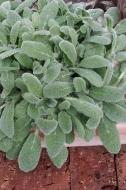 Silky Fleece Dwarf Lambs Ear (Stachys Byzantina) - 5 Pack Of Quarts Pots