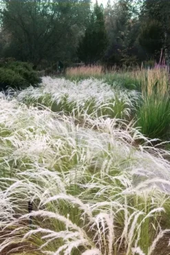 Peruvian Feather Grass (Stipa Ichu) - 1 Gallon Pot