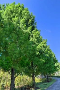 Bald Cypress - Taxodium Distichum - 3 Gallon Pot