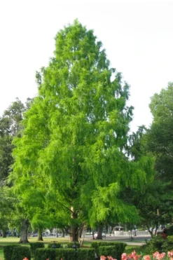 Green Whispers Bald Cypress (Taxodium Distichum) - 7 Gallon Pot (6-7')