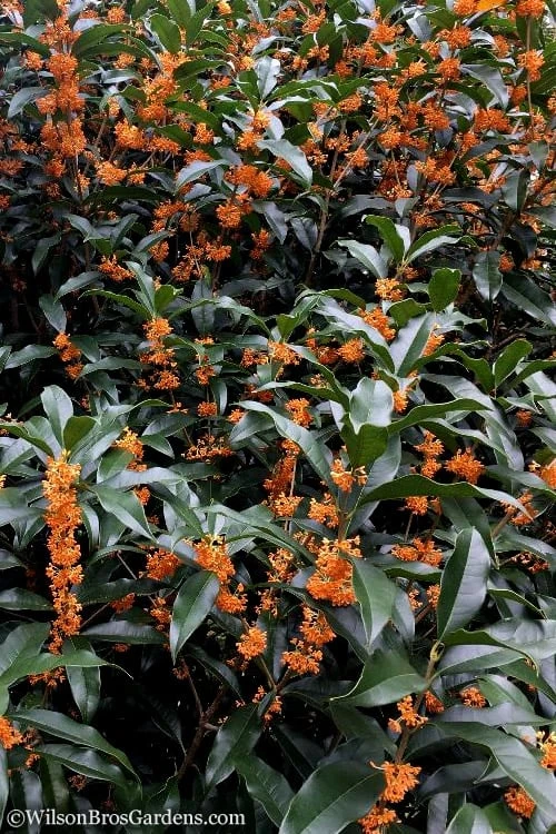 Fragrant Orange Tea Olive - Osmanthus Fragrans Aurantiacus - 5 Pack Of Quart Pots - Image 7