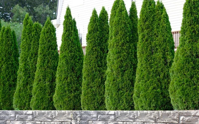 Emerald Green Arborvitae - 7 Gallon Pot (3-4') - Image 5