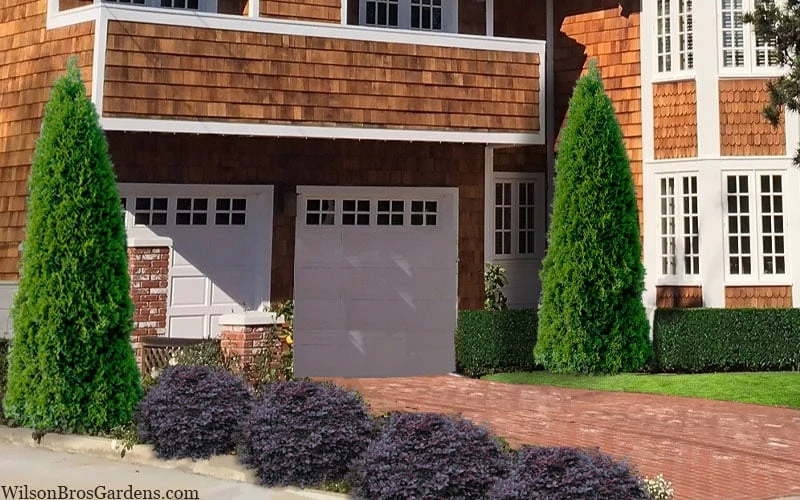 Emerald Green Arborvitae - 7 Gallon Pot (3-4') - Image 4