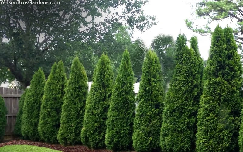Emerald Green Arborvitae - 7 Gallon Pot (4-5') - Image 6