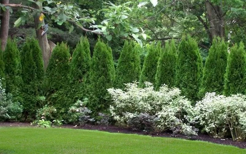 Emerald Green Arborvitae - 7 Gallon Pot (3-4') - Image 7