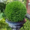Planet Earth Arborvitae - 3 Gallon Pot