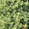 Highland Cream Creeping Thyme - 5 Pack Of Quart Pots