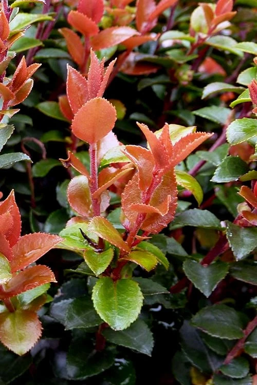 Evergreen Huckleberry (Vaccinium Ovatum) - 1 Gallon Pot - Image 5