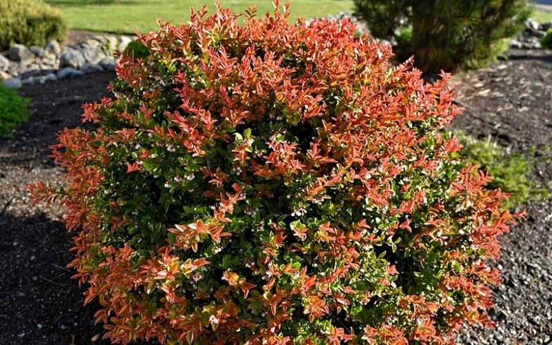 Evergreen Huckleberry (Vaccinium Ovatum) - 1 Gallon Pot - Image 6